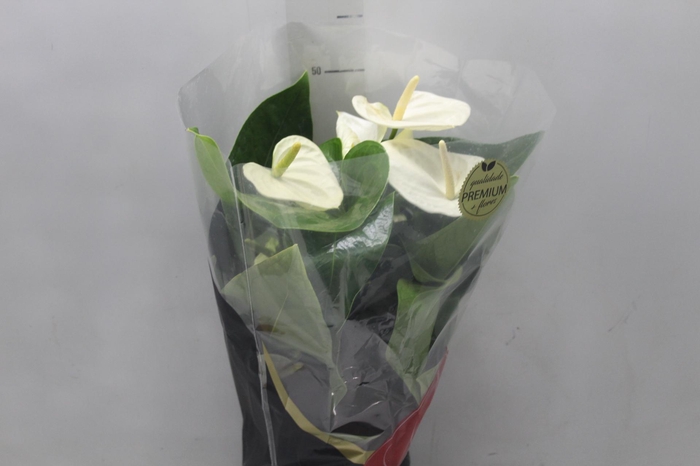 <h4>ANTHURIUM ALASKA P17 PREMIUM</h4>