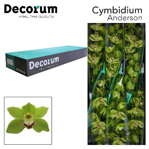 <h4>Cymbidium Alice Anderson</h4>