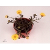 CALENDUL SKYFIRE YEL