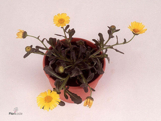 CALENDUL SKYFIRE YEL