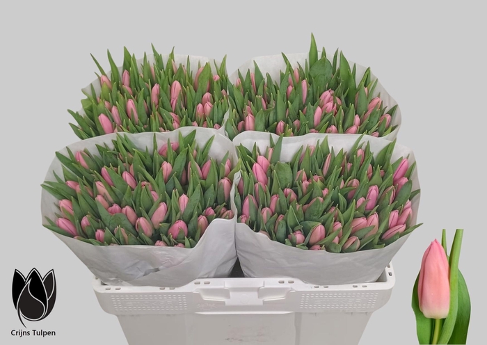 <h4>Tu En Matchmaker</h4>