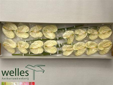 <h4>Anth A Moments</h4>