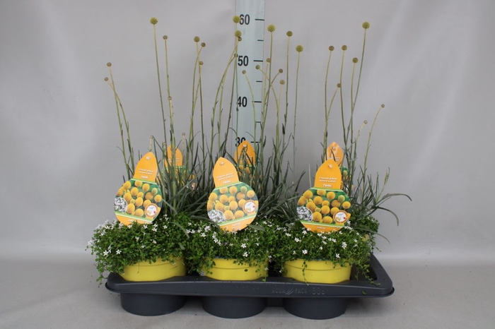 Craspedia globosa 'Golf Beauty'