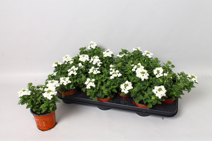 <h4>VERBE BLUES WHITE</h4>