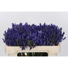 Agapanthus EYFORI Blue