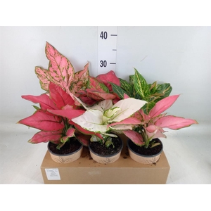 Aglaonema   ...mix
