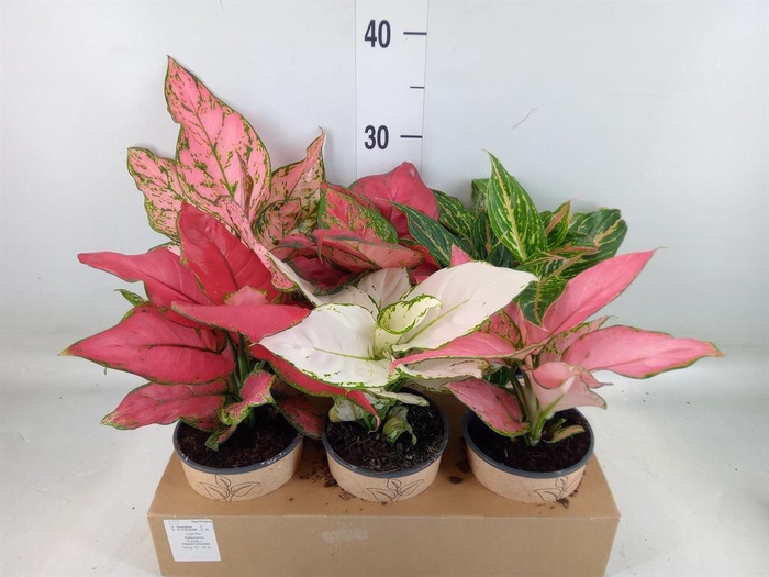 <h4>Aglaonema   ...mix</h4>