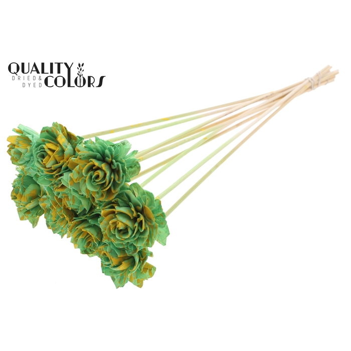 <h4>Shola Dahlia  6cm on stem Splashed Mint/Yellow</h4>