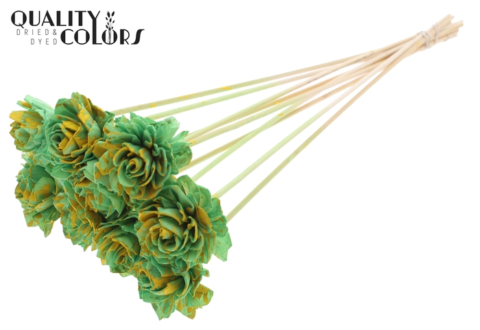 Shola Dahlia  6cm on stem Splashed Mint/Yellow
