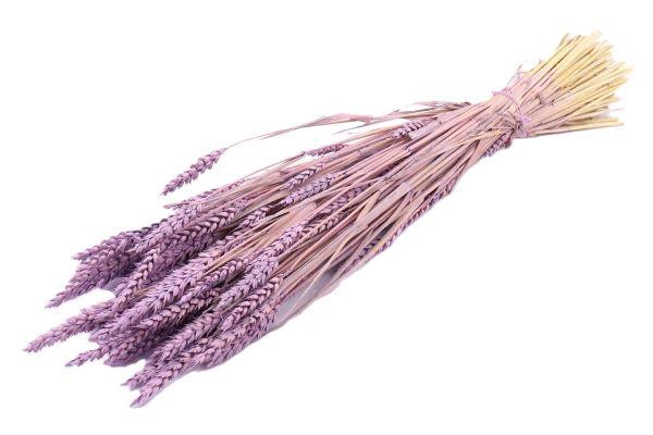 Bunch Triticum Frosted Slv L60