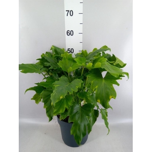 Philodendron bipinn. 'Little Hope'