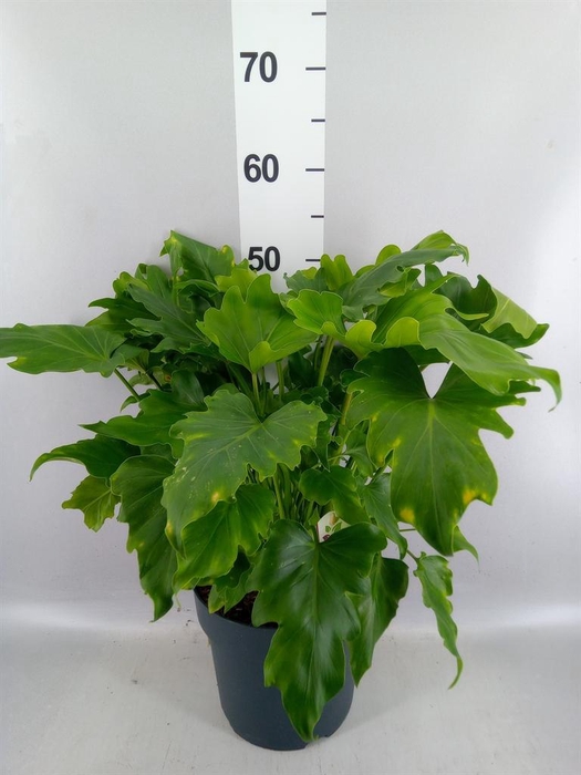 <h4>Philodendron bipinn. 'Little Hope'</h4>