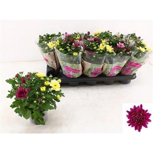 Chrysant Regina Paars-wit-lila