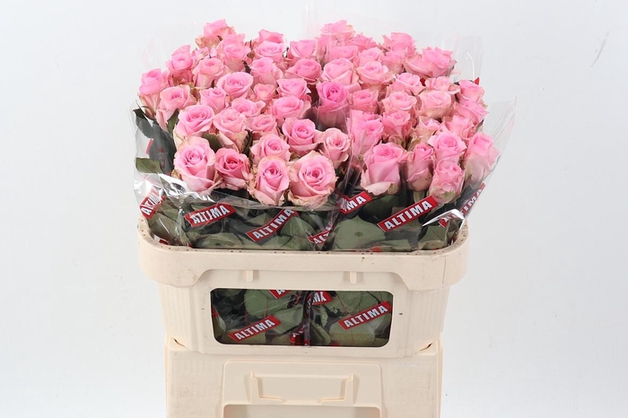 <h4>R Gr Jessika</h4>