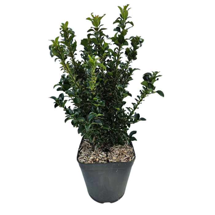 <h4>Euonymus japonicus overig</h4>