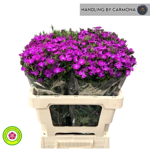 DI BARB AM NEON PURP