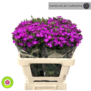 DI BARB AM NEON PURP