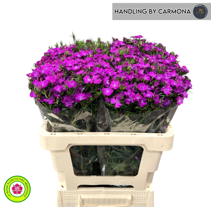 <h4>DI BARB AM NEON PURP</h4>