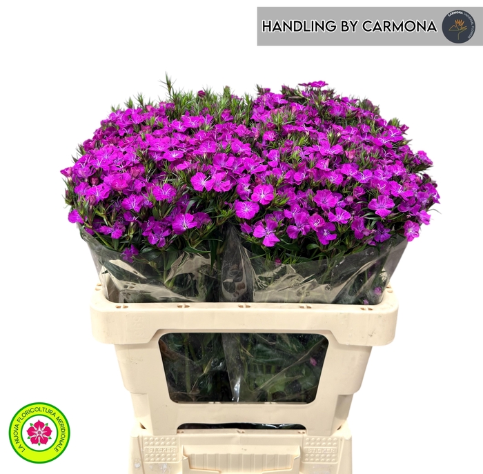 <h4>DI BARB AM NEON PURP</h4>