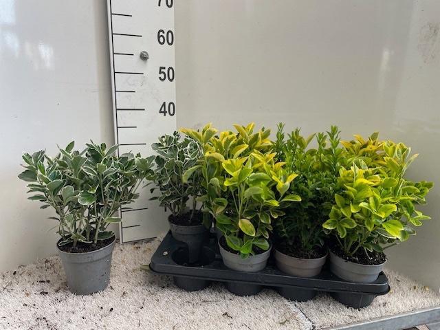 <h4>EUONYMUS JAP GEM</h4>