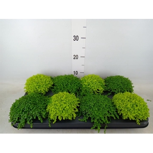 Soleirolia soleirolii   ...mix 2