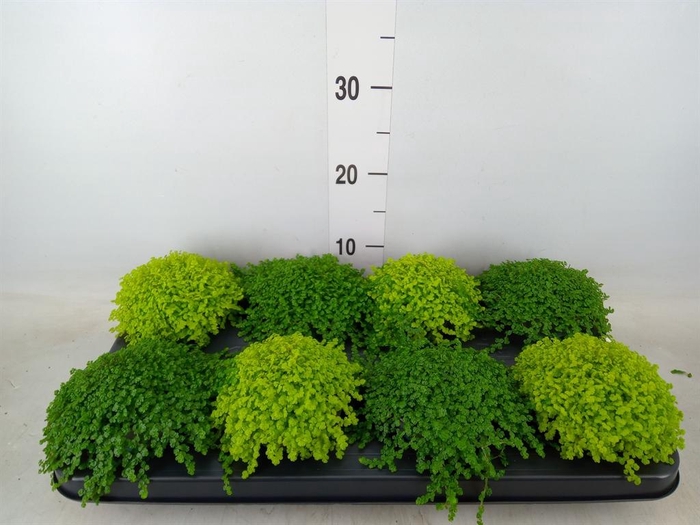 <h4>Soleirolia soleirolii   ...mix 2</h4>