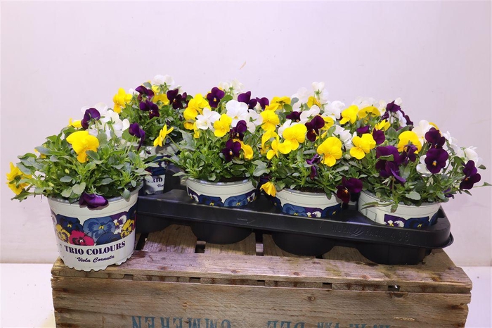 <h4>Vio Tricolor</h4>