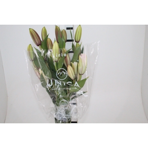 LIRIO ROSELILY THALISSA 080 CM DOBRADO HT 3/5 FLS PINK