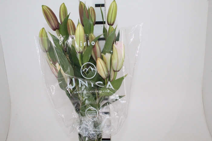 LIRIO ROSELILY THALISSA 080 CM DOBRADO HT 3/5 FLS PINK