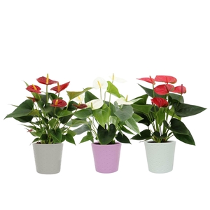 Anthurium 3 color mix in Napels ceramics