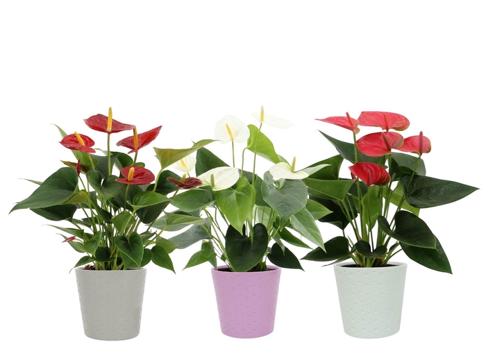 <h4>Anthurium 3 color mix in Napels ceramics</h4>