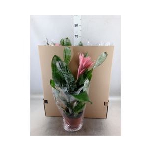 Aechmea fasciata 'Primera'