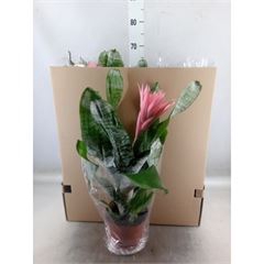 <h4>Aechmea fasciata 'Primera'</h4>