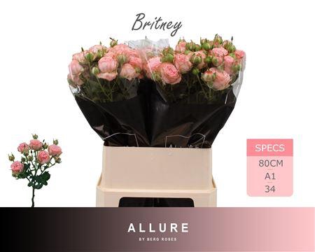 <h4>R Tr Britney (pink) New</h4>