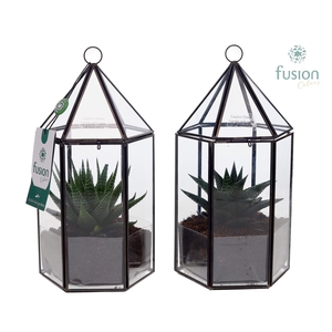 Lantaarn Geometrisch met Haworthia