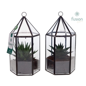 Lantaarn Geometrisch met Haworthia