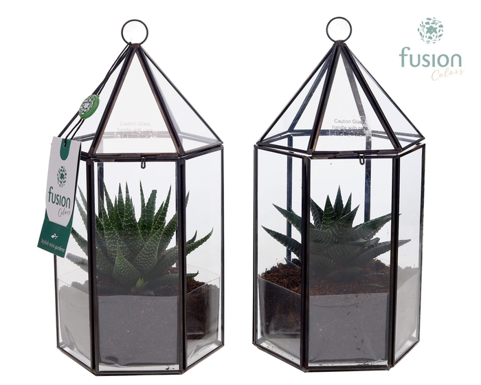 <h4>Lantaarn Geometrisch met Haworthia</h4>