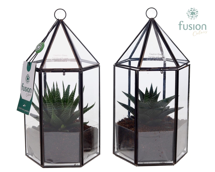 <h4>Lantaarn Geometrisch met Haworthia</h4>