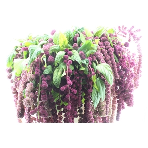 Amaranthus Hg Rosary