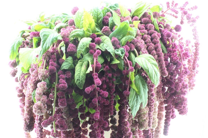 <h4>Amaranthus Hg Rosary</h4>