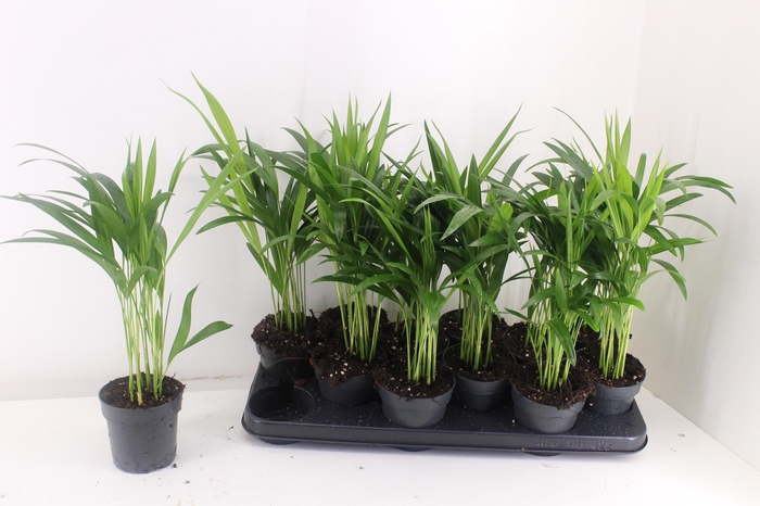 <h4>DYPSIS LUTESCENS</h4>