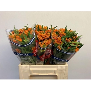 Ascl Tuberosa