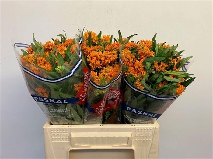 <h4>Ascl Tuberosa</h4>