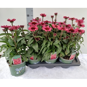 ECHINA  SUNSEEK RED
