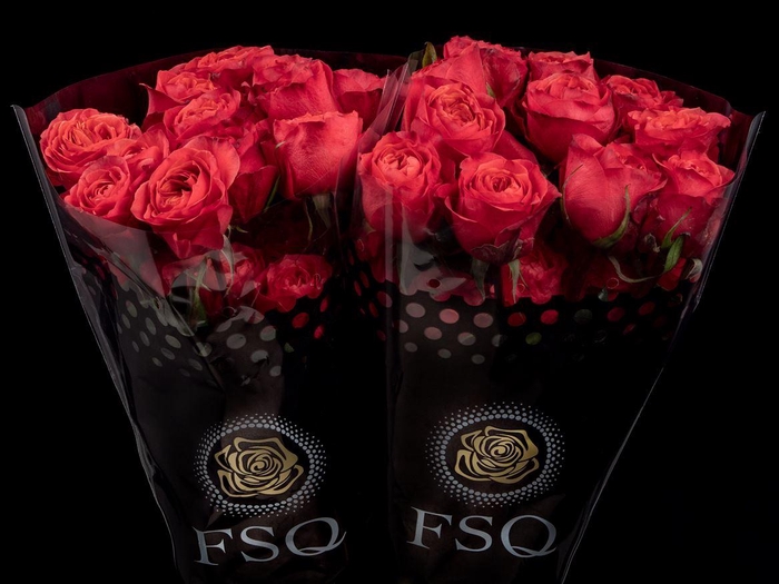 <h4>R GR Dark X-pression</h4>