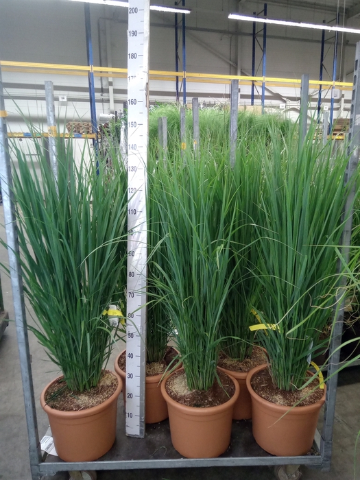 <h4>Panicum virgatum</h4>