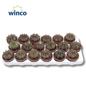 Gymnocalycium Friedrichii