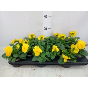 Viola wr. 'Delta Pure Gold Yellow'