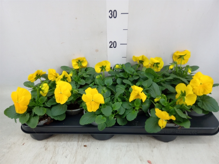 <h4>Viola wr. 'Delta Pure Gold Yellow'</h4>