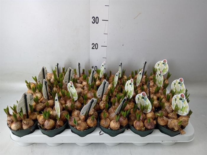 <h4>Muscari   ...</h4>